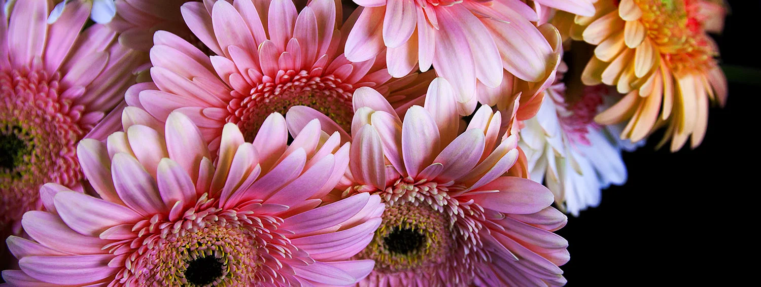 Pink Daisies