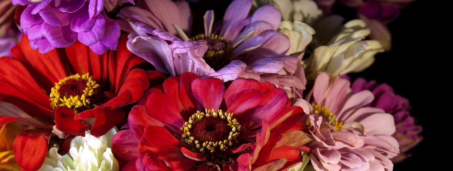 Red Zinnias