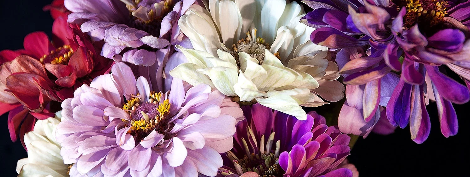 Purple Zinnias