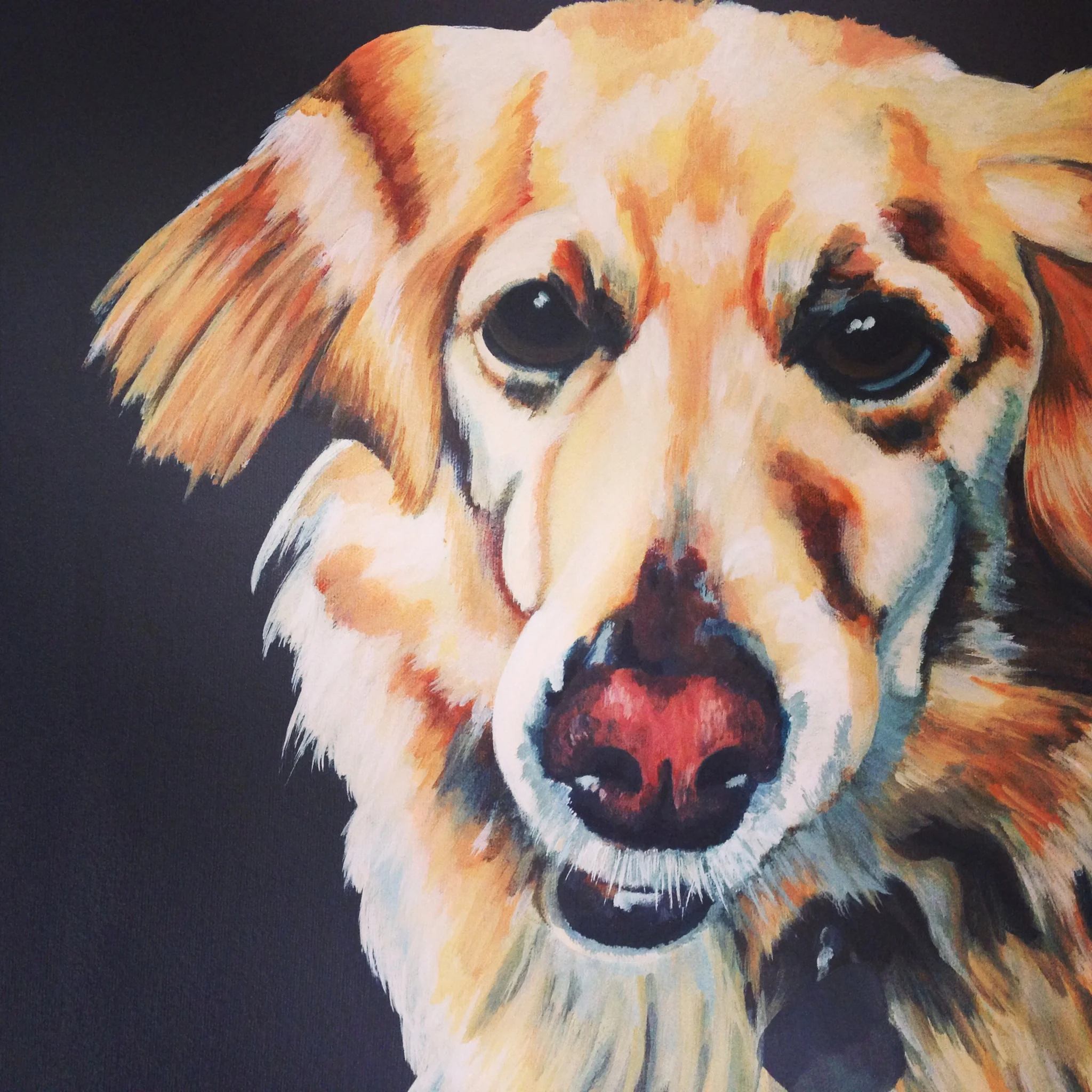Shelby 1/4 pug 3/4 golden retriever