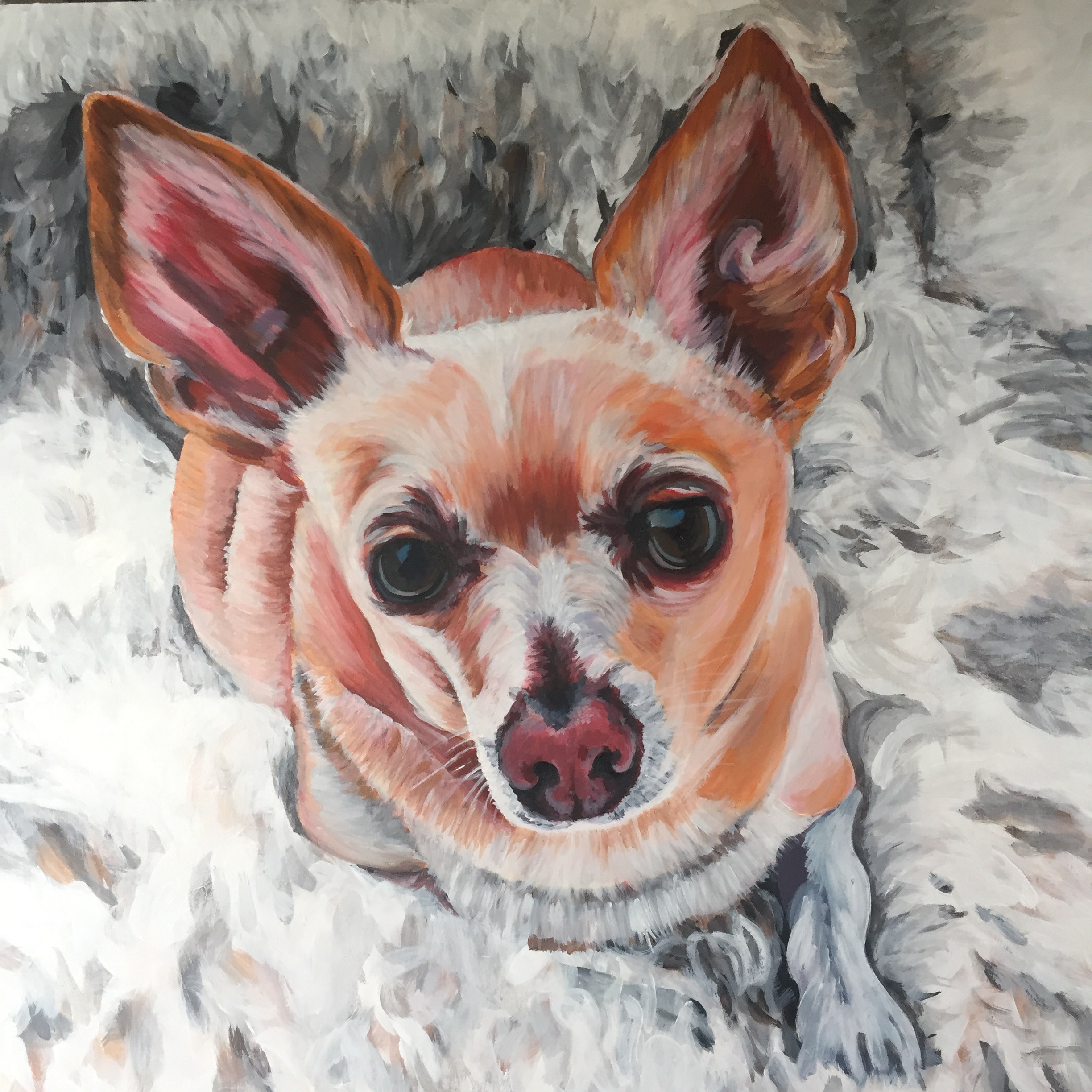 chihuahua