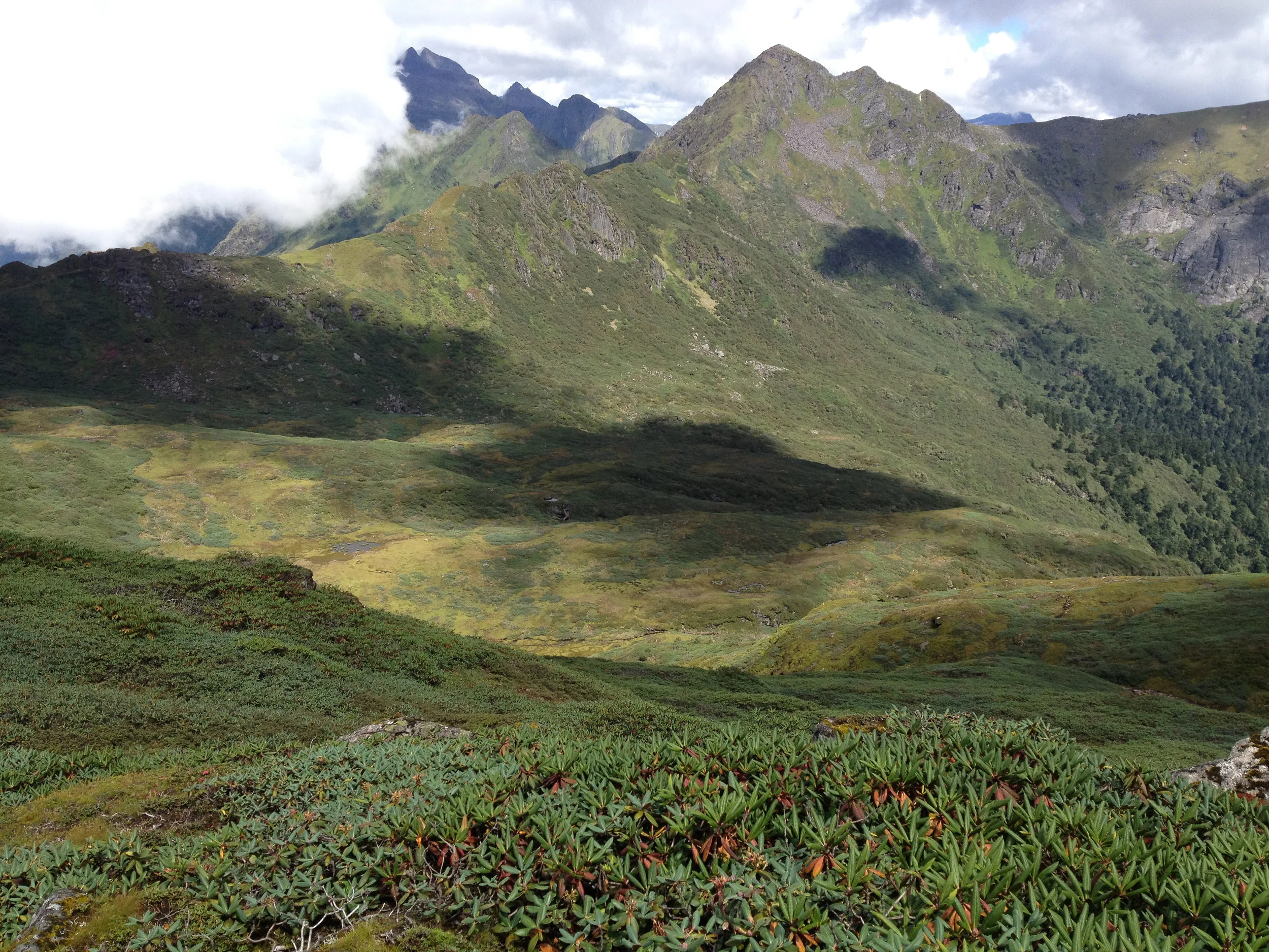 A cloud's shadow cast between the stark peaks and valleys of Jigme Khesar Nature Preserve in Haa; one of ten national parks and sanctuaries that cover 60% of Bhutan, each connected by biological corridors. In the foreground are one of the 50 naturally occurring species of rhododendron in Bhutan.