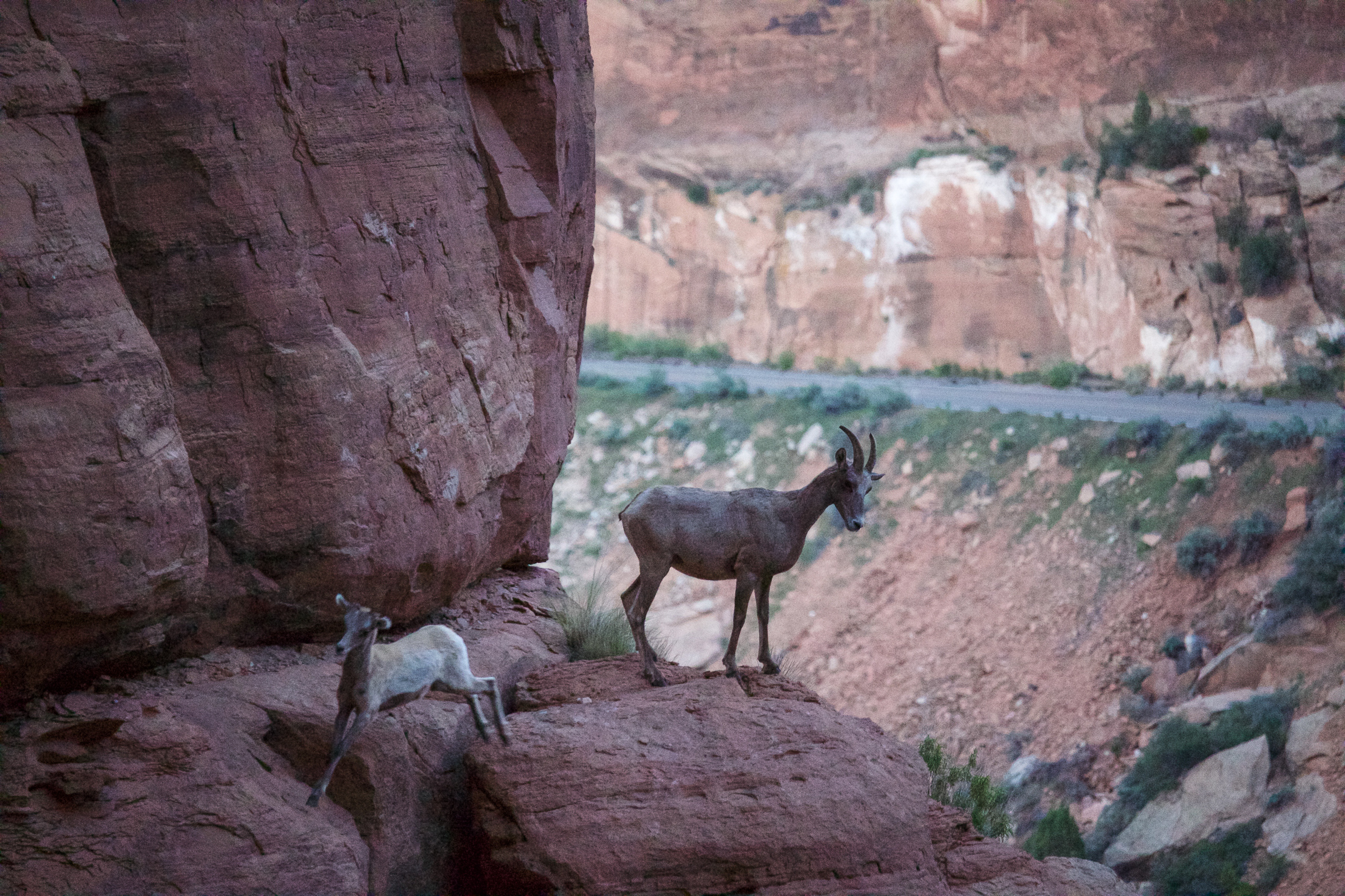 Desert bighorn sheep in Colorado National Monument at sunset. These bighorn sheep were common in Native American rock art, an indication of their presence and prominence in indigenous cultures. Accounts from European explorers in the late 1600's estimate that more than two million desert bighorn once roamed the southwest. However, by the late 1800's bighorn sheep had disappeared or declined in many areas. Extremely vulnerable to diseases from European livestock, wild sheep were decimated by pathogens like scabies and anthrax introduced by domestic sheep. Bighorns were also killed by early explorers, settlers, and trophy hunters. Increased human activity and development continue to threaten the desert bighorn sheep. A small population was reintroduced to Colorado National Monument in 1979. While more than 230 sheep have been sighted and monitored across the public lands of the Grand Valley, only 40 bighorn thrive in and around Colorado National Monument. 