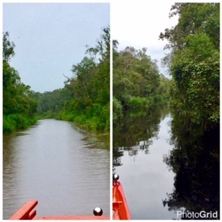 Welcome to Camp Leakey, Central Borneo