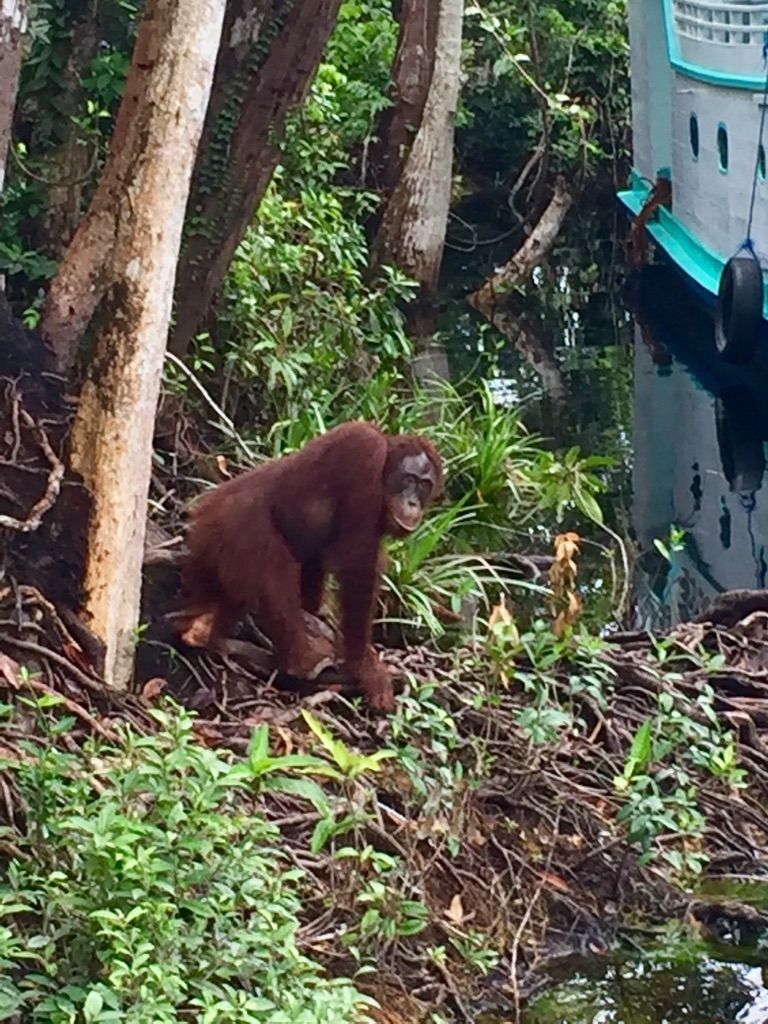 Percy, Camp Leakey, Central Borneo