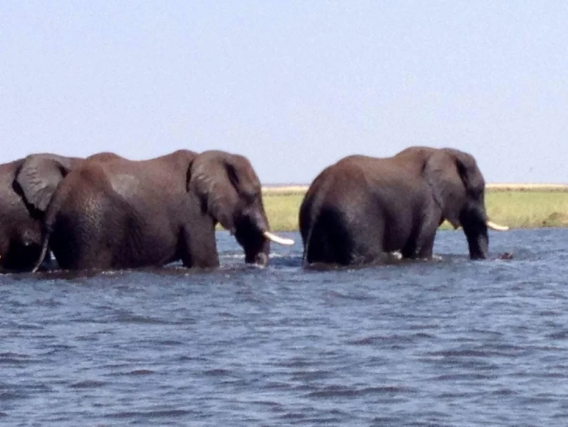 Chobe Safari Lodge - Water Safari