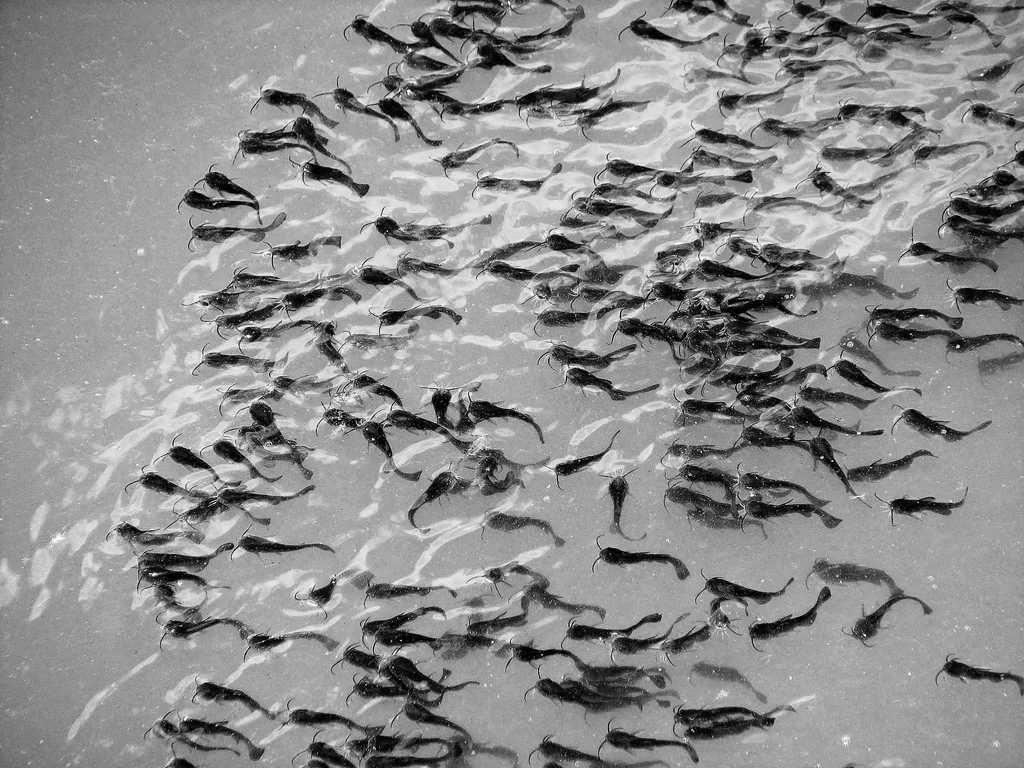 babyfishbw.jpg