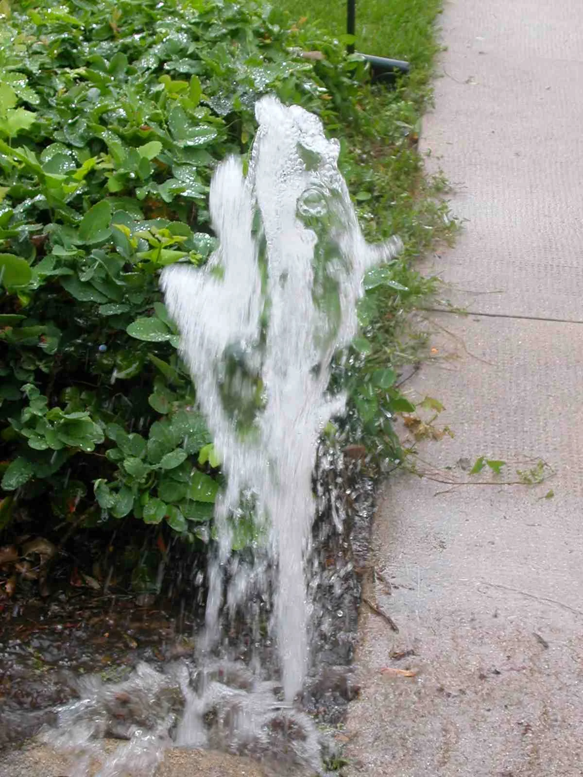 Geyser - good one.jpg