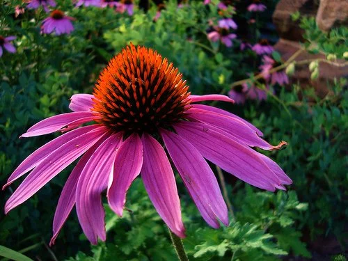 Purple Coneflower