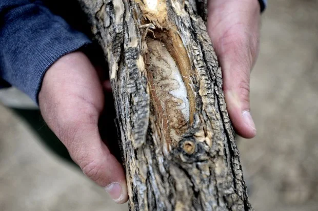 Emerald Ash Borer