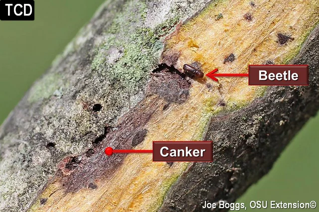 Thousand Cankers Disease