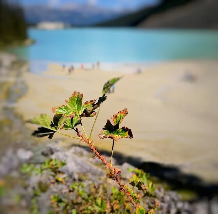 lakelouise.jpeg
