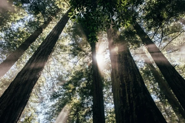 redwood-trees.jpg