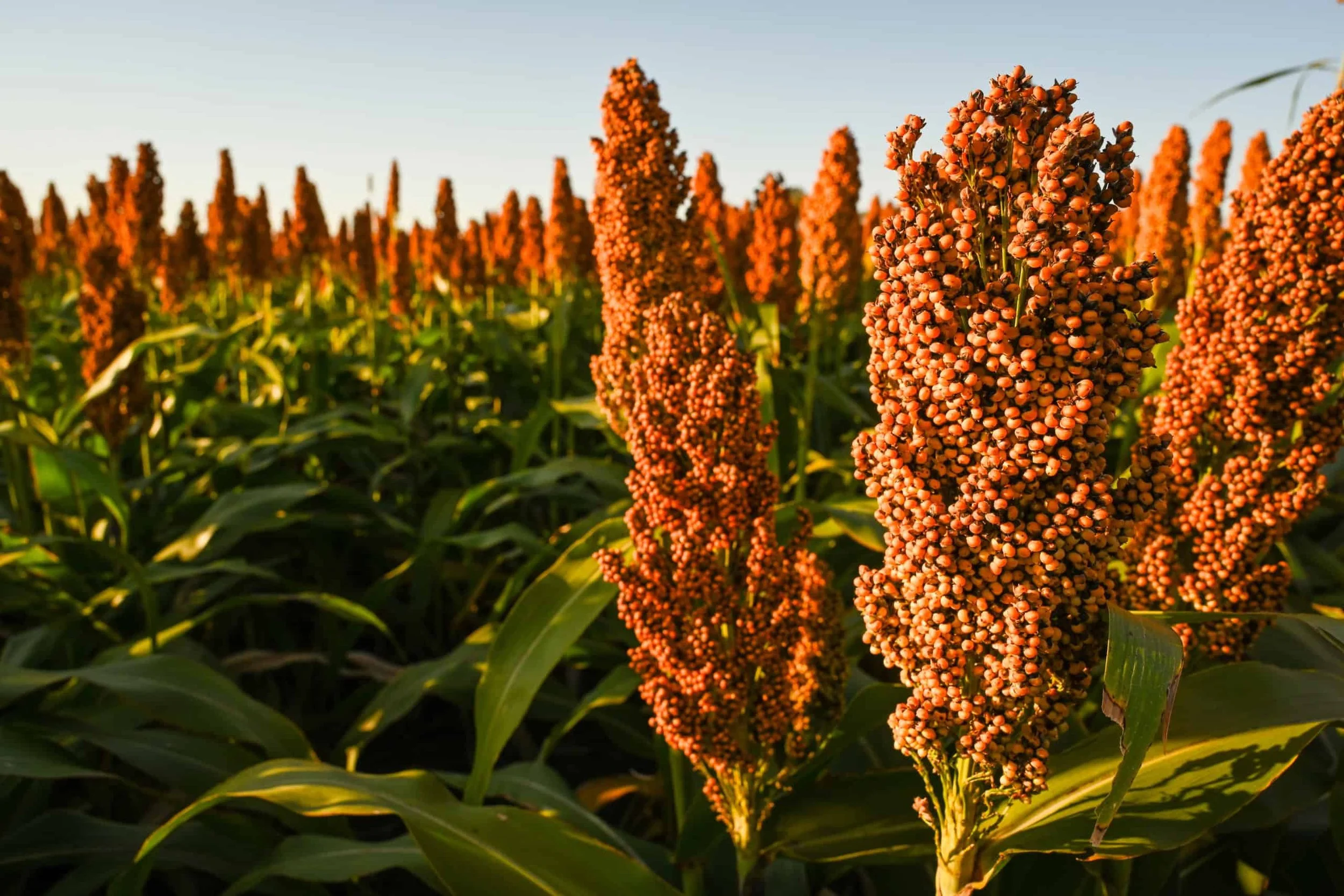 Sorghum-Landscape-scaled.jpg