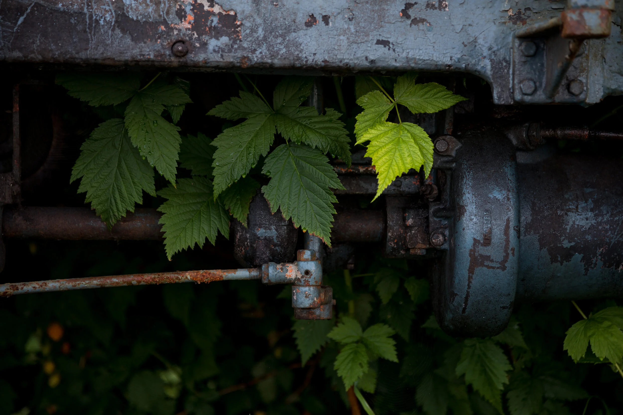 _8012426_1.jpg