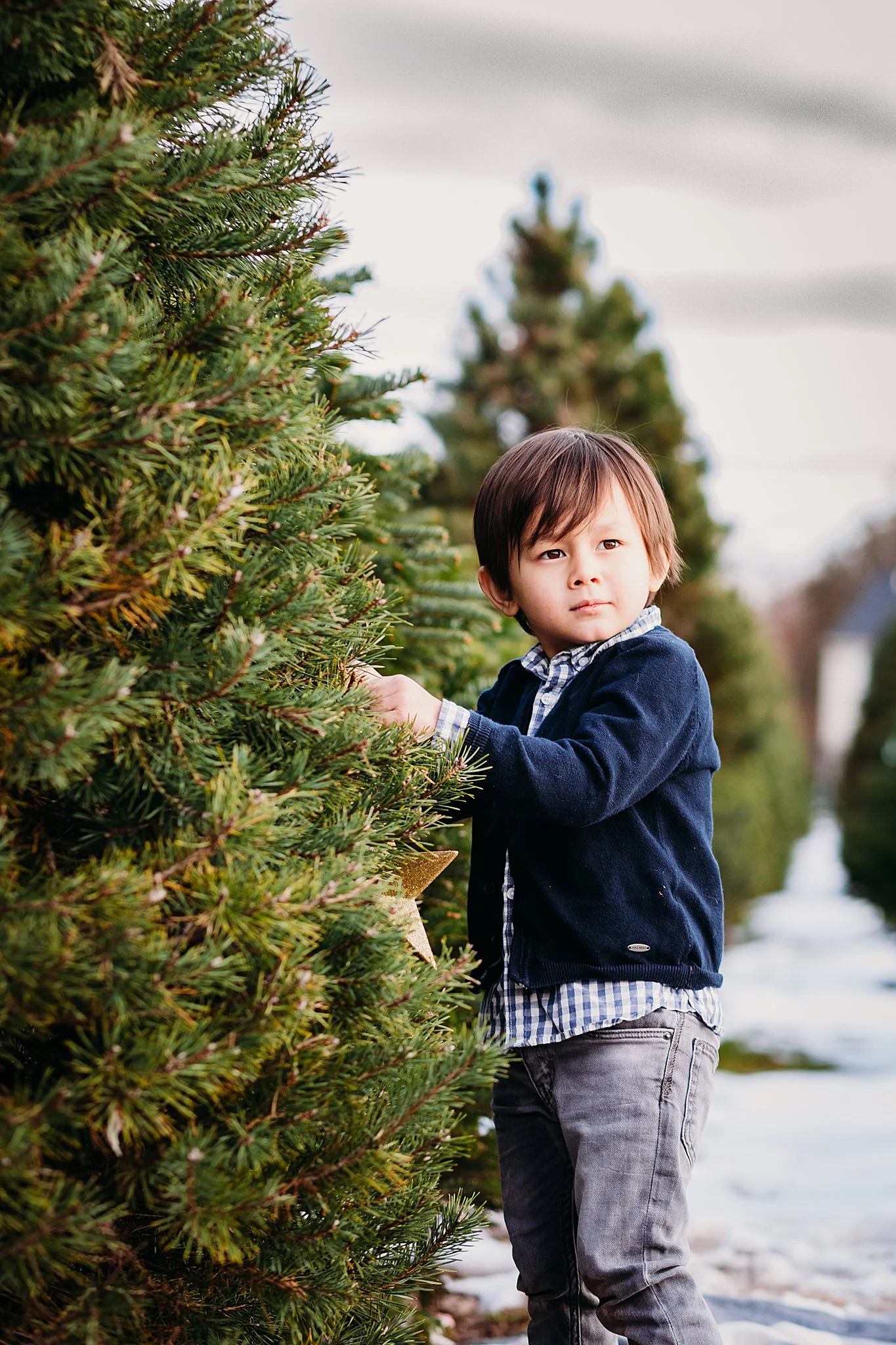 Desiree Hoelzle Photography Christmas Tree Farm Photography Lansdale Family Photographer At Hague S Christmas Tree Farm