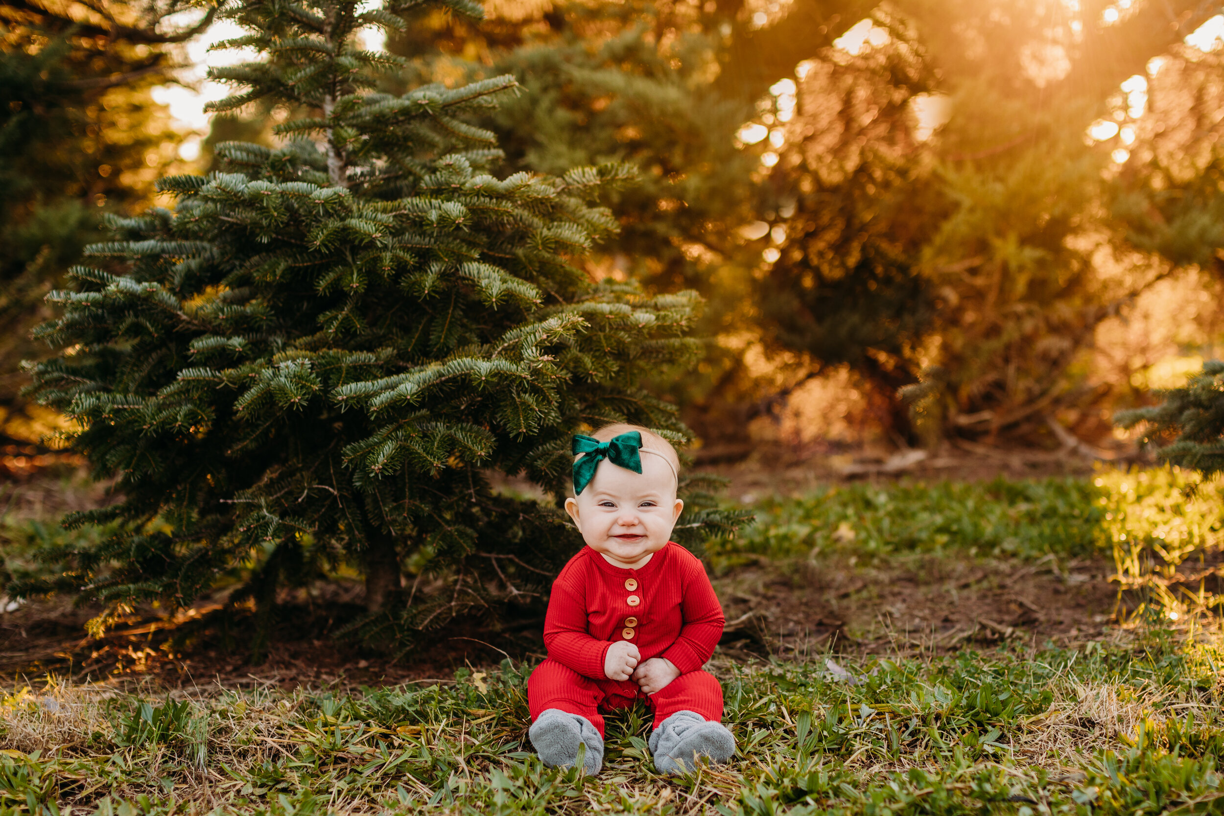 Christmas Tree Farm Mini Bucks County, PA _Desiree Hoelzle Photography