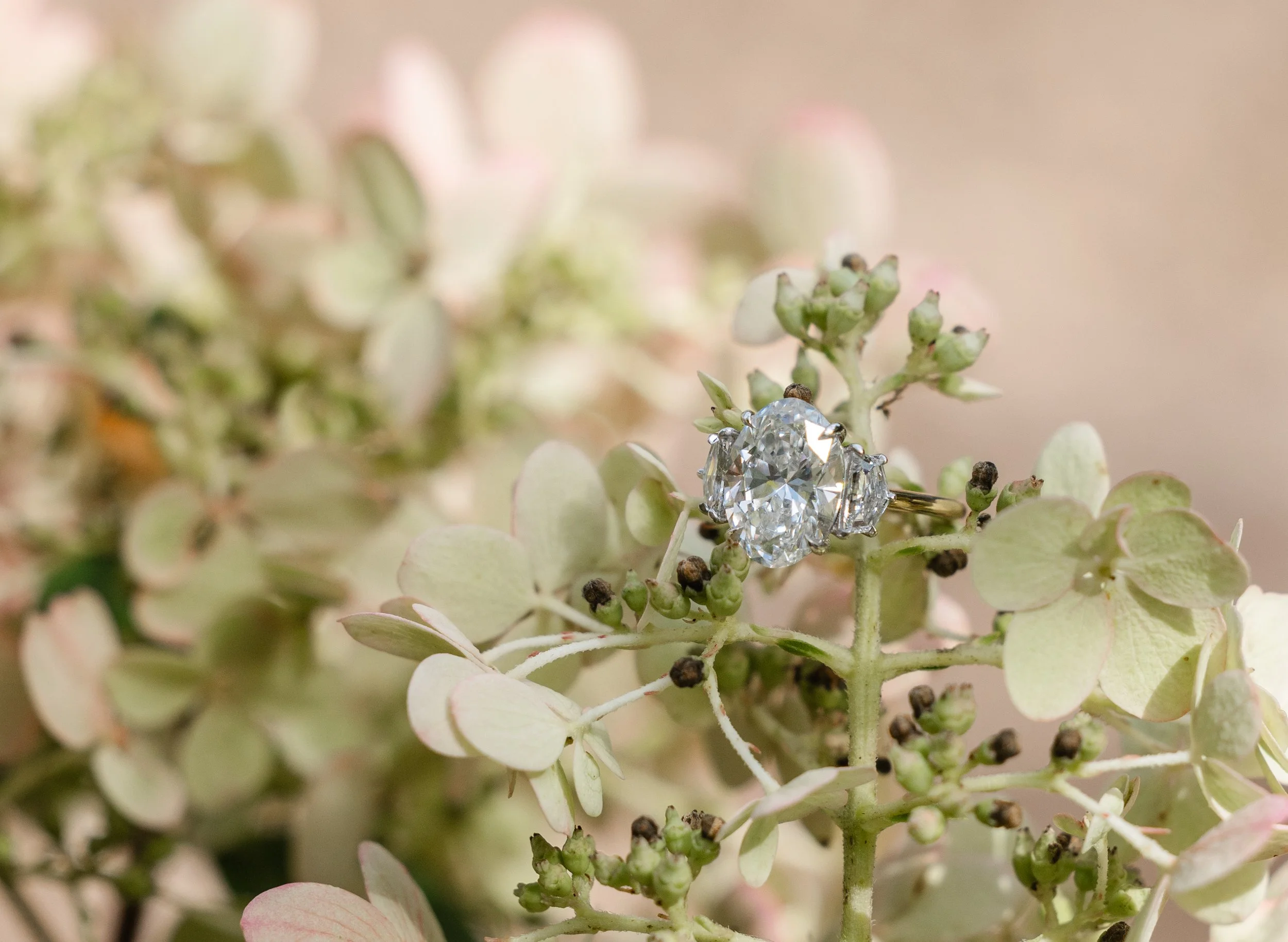 New Hope Engagement Photographers _ Desiree Hoelzle Photography