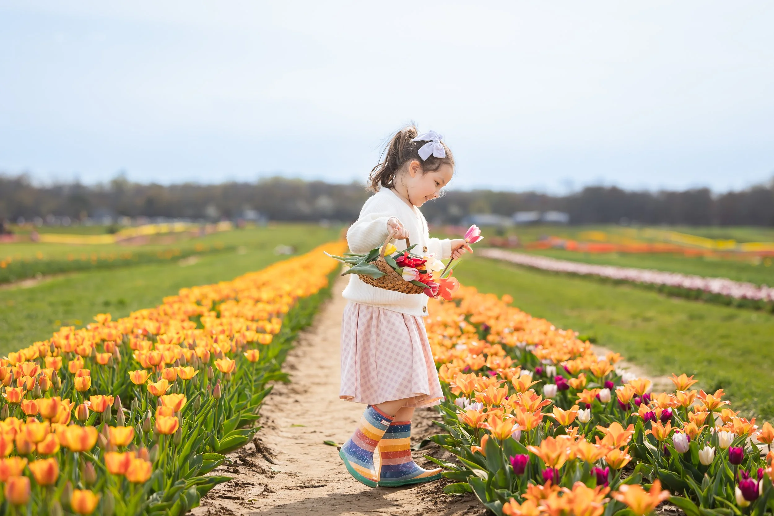 Holland Ridge Tulip Farm Photography _ Desiree Hoelzle Photography