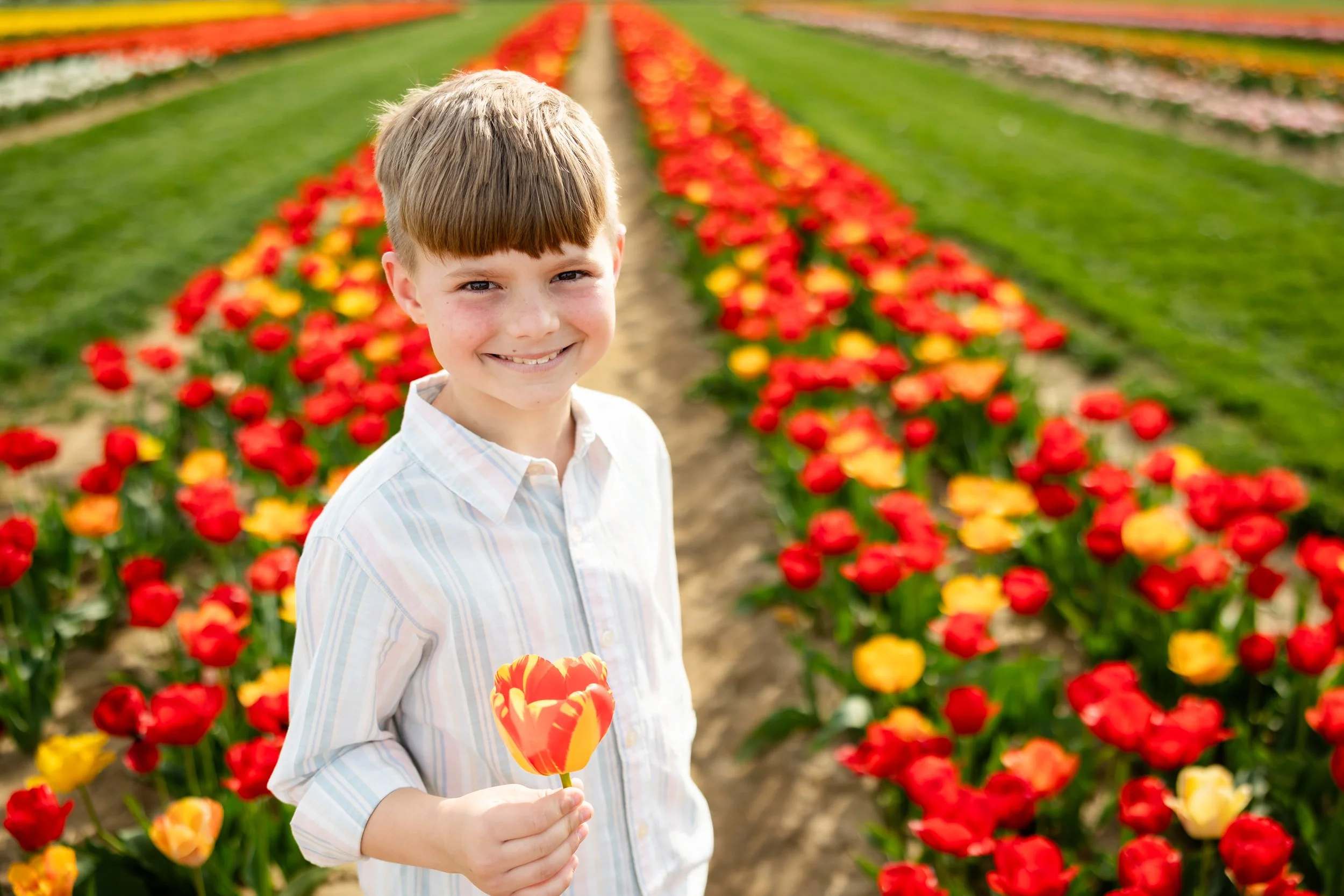 Holland Ridge Tulip Farm Photography _ Desiree Hoelzle Photography