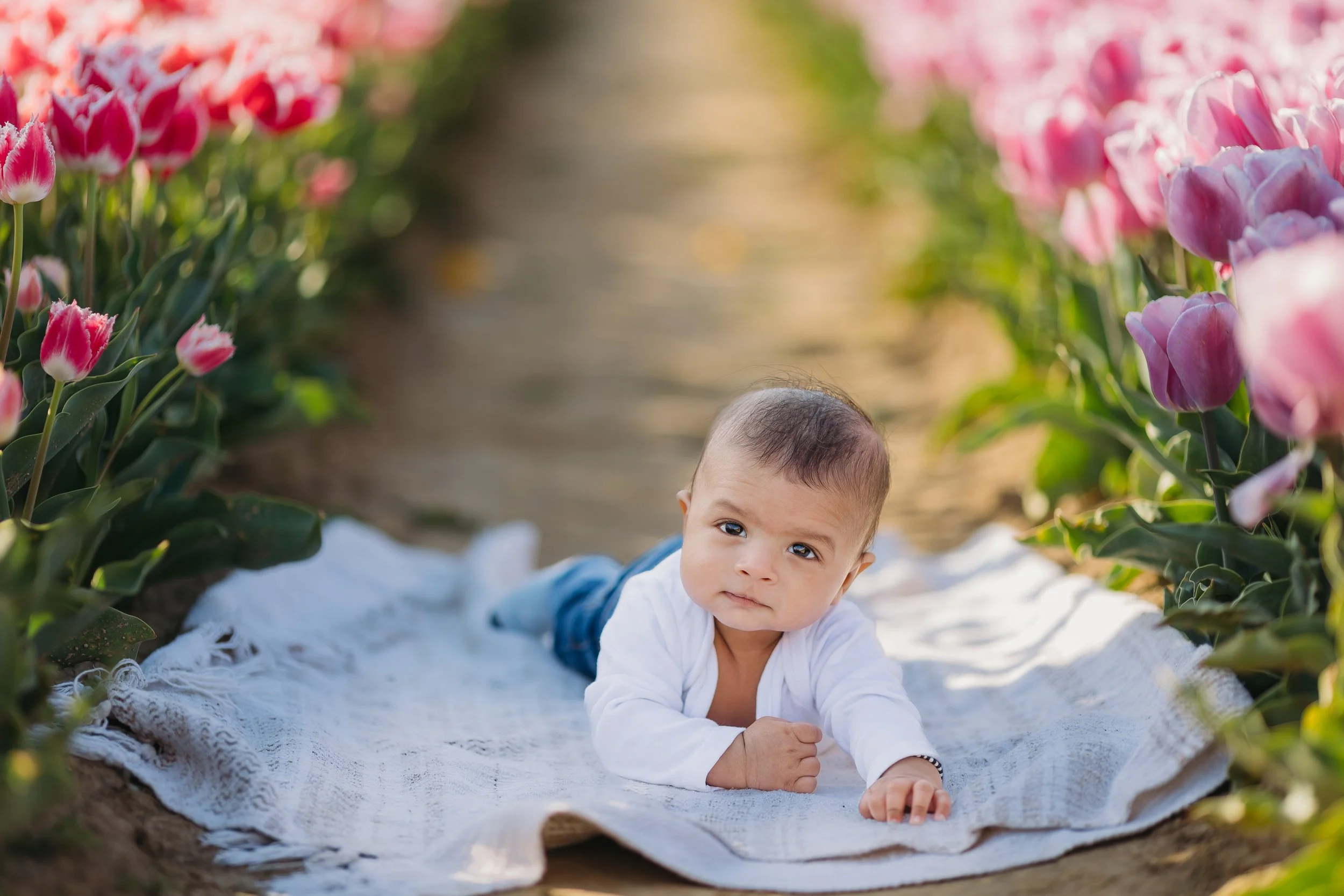 Holland Ridge Tulip Farm Photography _ Desiree Hoelzle Photography