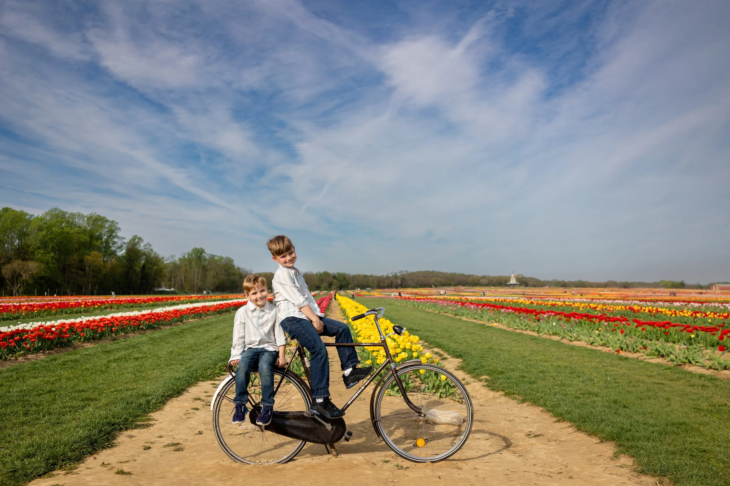Holland Ridge Tulip Farm Photography _ Desiree Hoelzle Photography