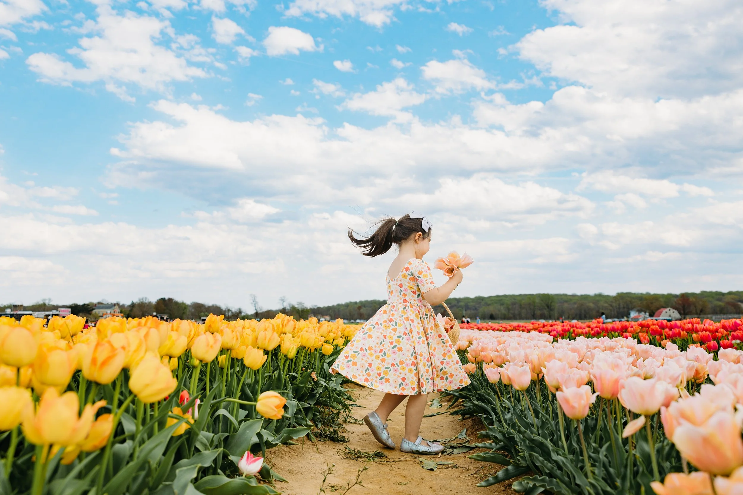 Holland Ridge Tulip Farm Photography _ Desiree Hoelzle Photography