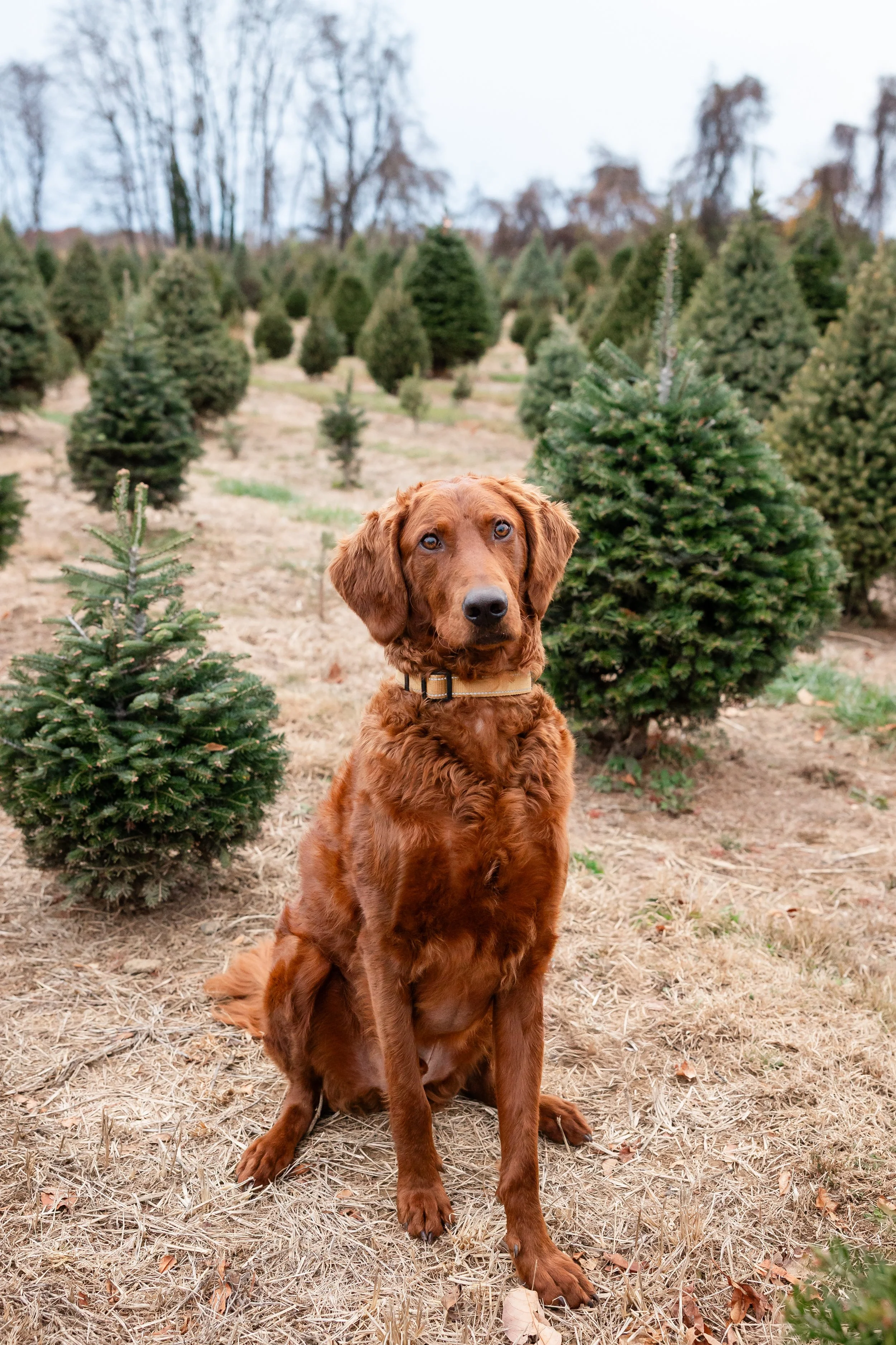 Bucks County Christmas Tree Session photography 