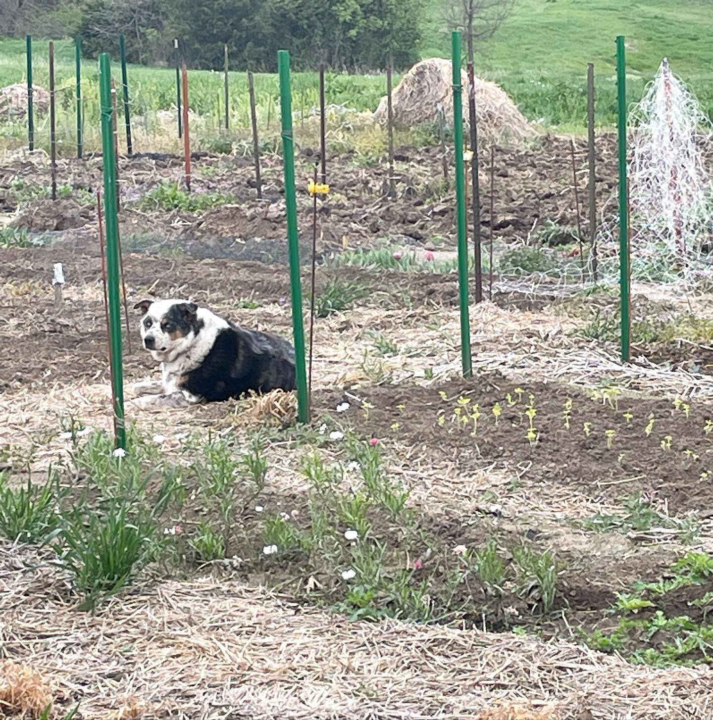 Gus in his element&hellip;.guarding the baby plants. #flowerfarm #farmdog #dogsofinstagram #flowerfarmdog #australianshepherdblueheeler
