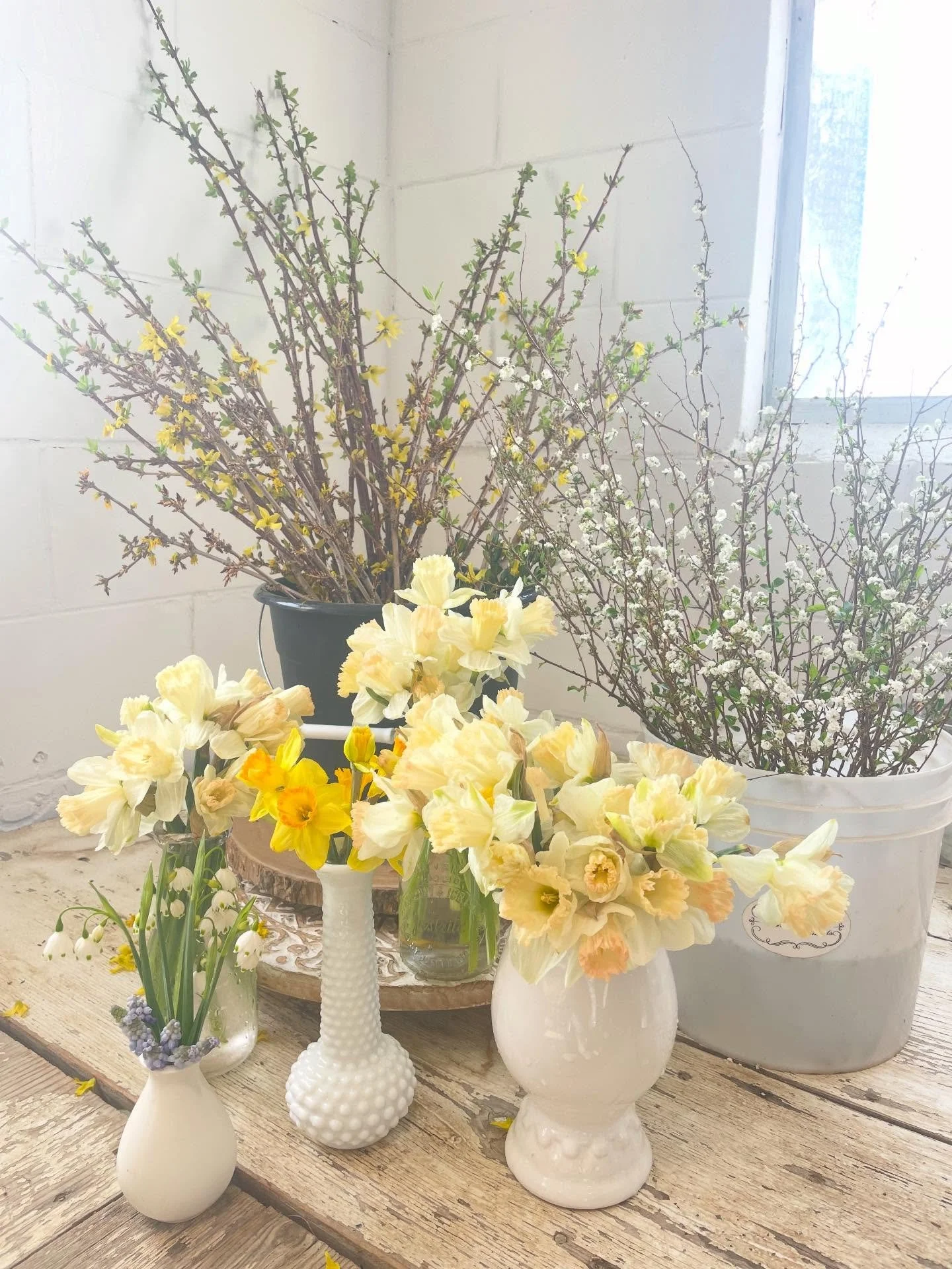 Spring has sprung inside the milk-barn! We finally have a few more things other than tulips&hellip; #springflowers #narcissus #missourigrownflowers #slowfloralstyle
