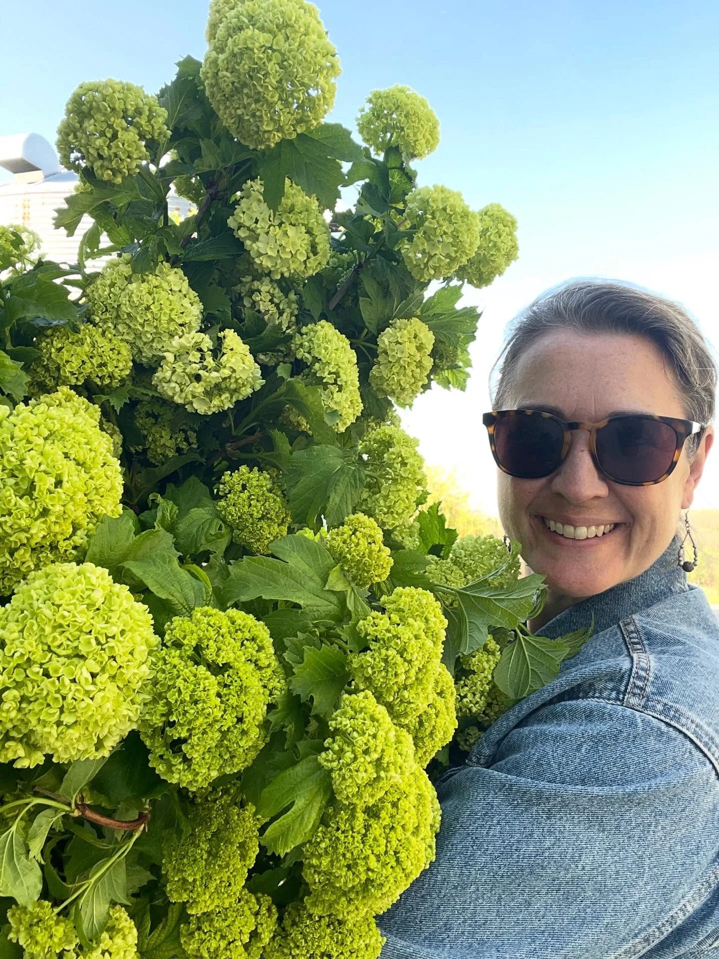 It&rsquo;s Viburnum time! Anytime a new flower farmer asks for advice on what to plant early on in their farming adventure I suggest investing in a few varieties of Viburnum bushes. They fill the gap in the spring when many annuals are still being pl
