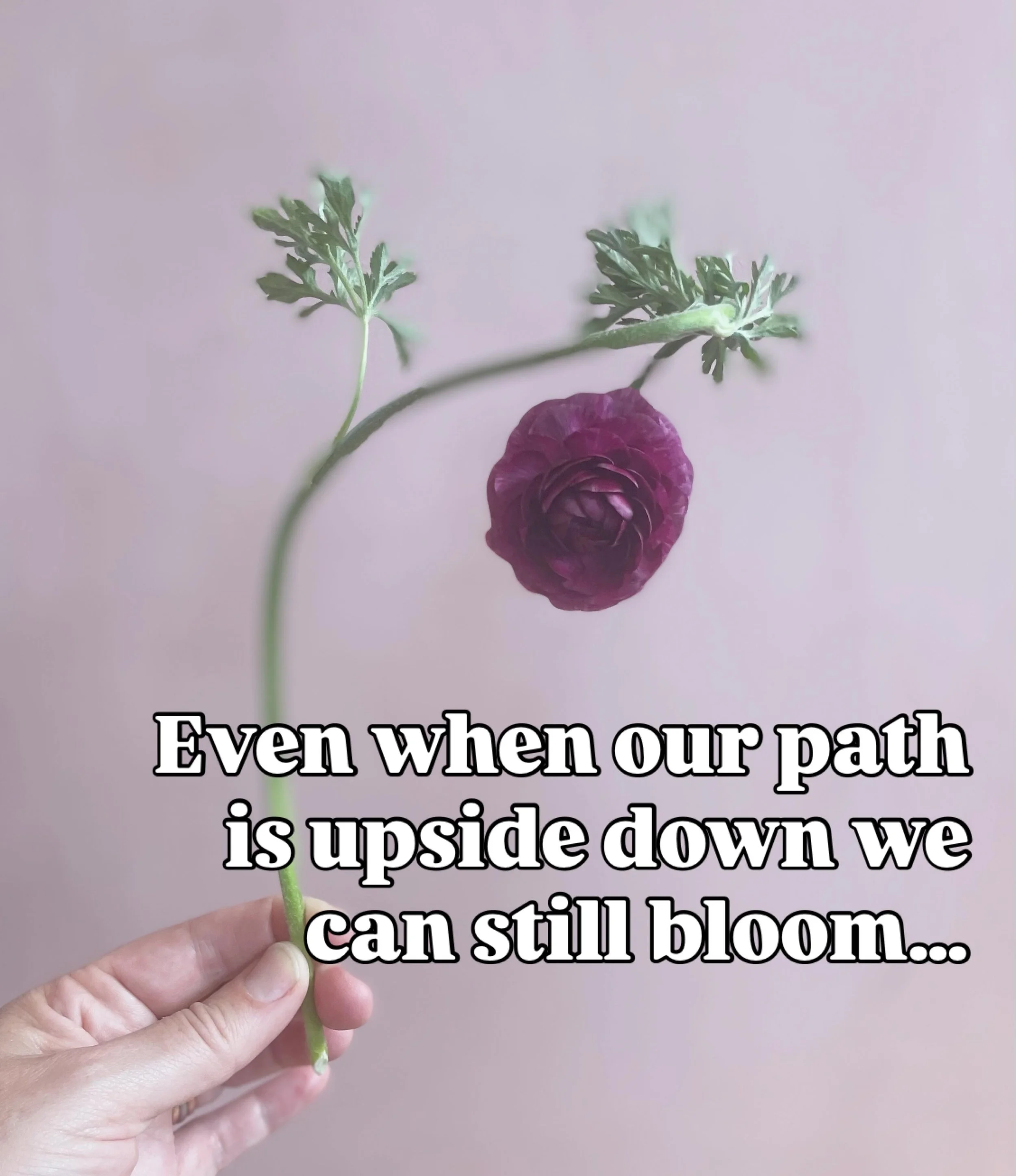 One of my favorite parts of this gig is being so up close and personal with these stems that I get to see every unique response to their environments. This little upside down ranunculus is proof that even if we sometimes take an unconventional or ups