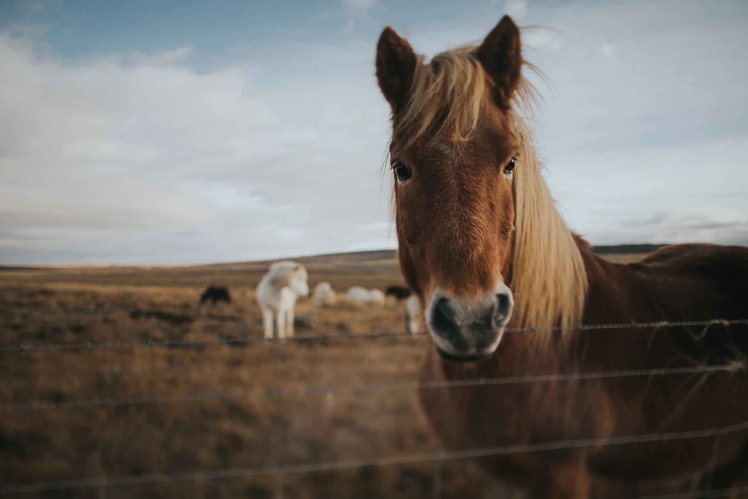 Iceland_006.jpg