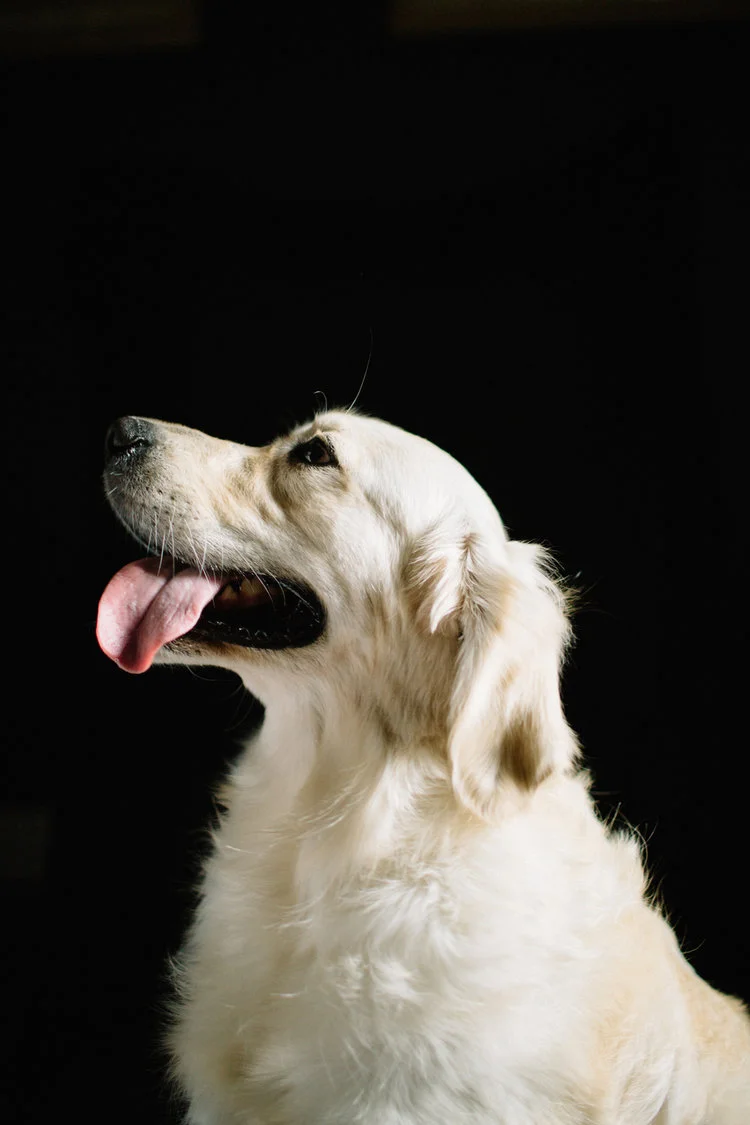 Golden+Retriever.jpeg