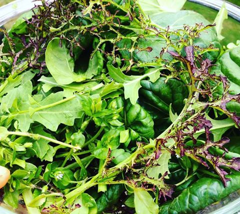 Early spring mustards, chickweed, arugula and tatsoi from our hoophouse