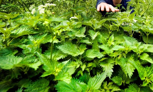 nettles2.jpg