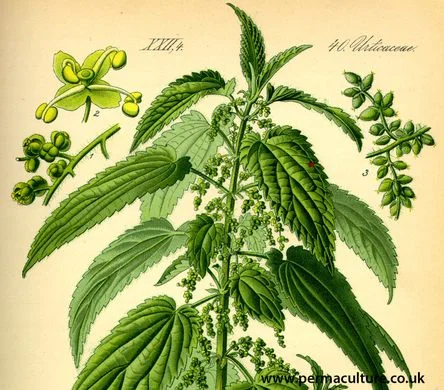 nettles4.jpg