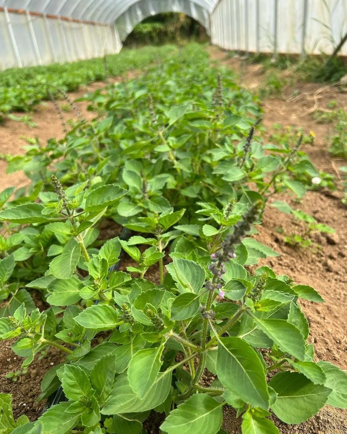Garden Volunteer Day