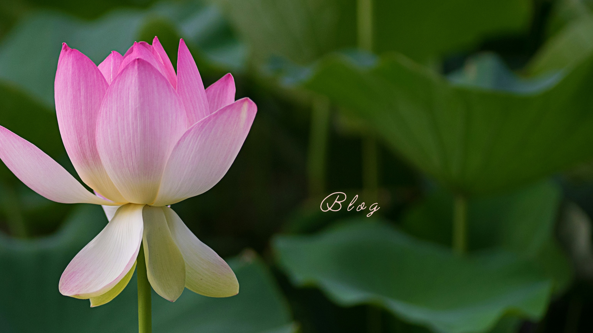 Beauty and Style YouTube Banner (3).png