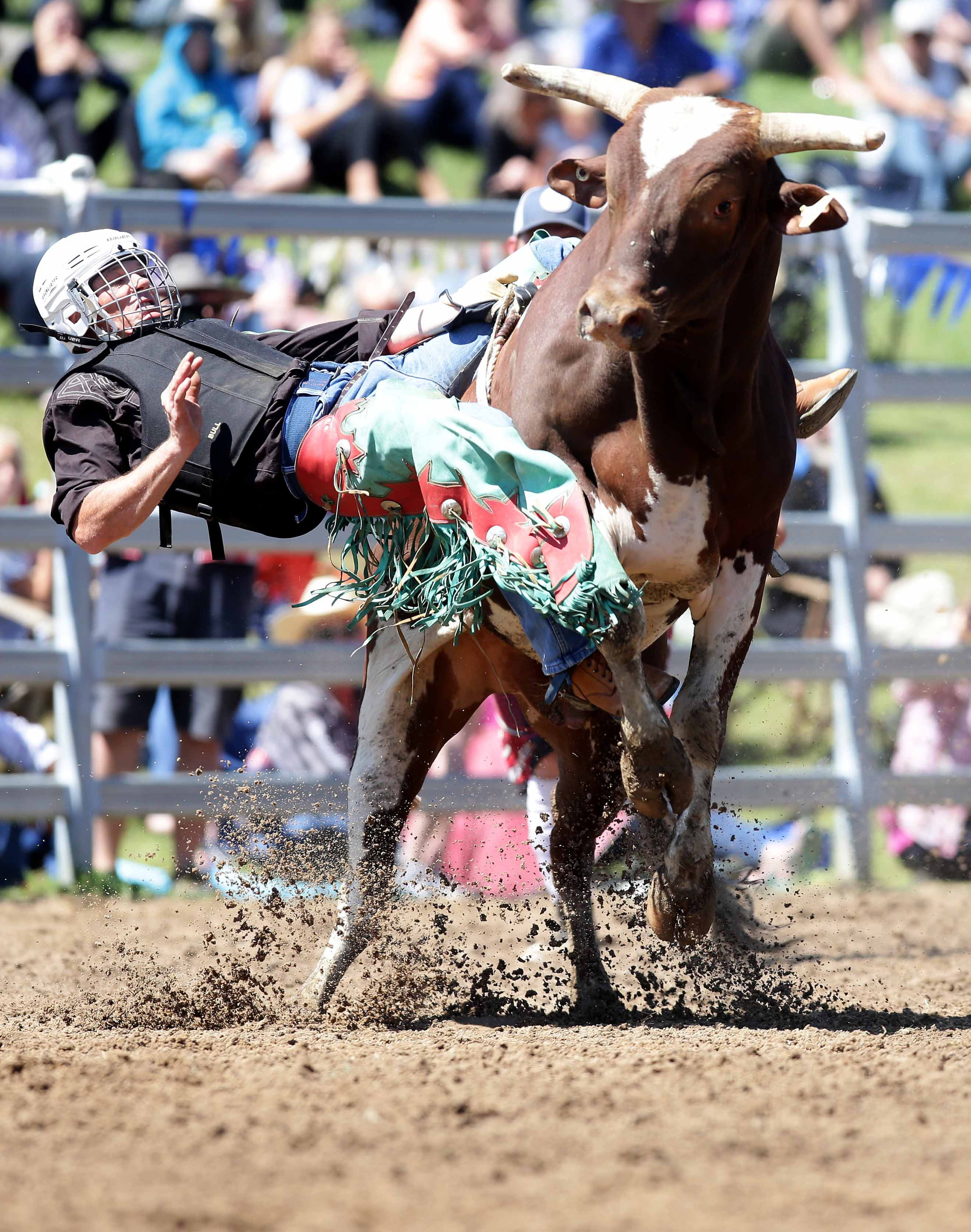 CHP_Export_144237519_Action and color from the Dayboro rodeo Pictured is Ian Day Mooloolah in the.jpg