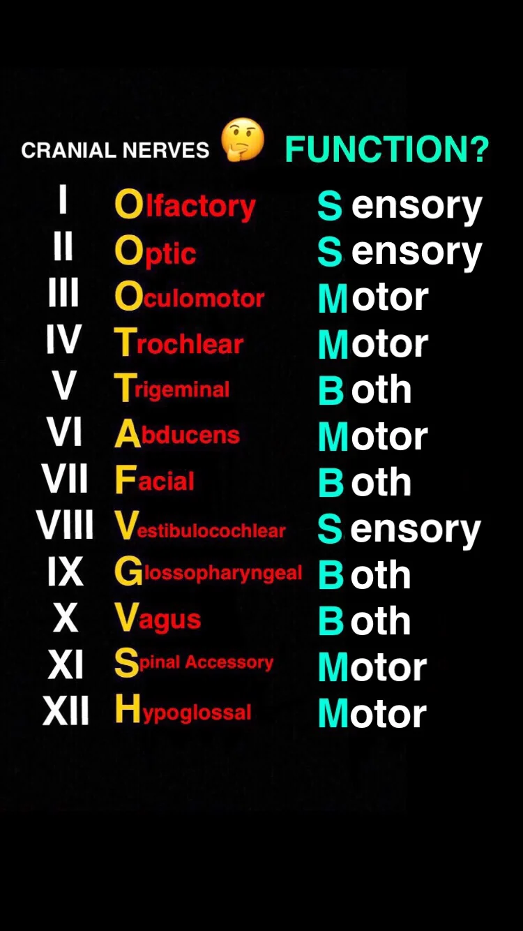 Cranial Nerves Jmcafeept Com