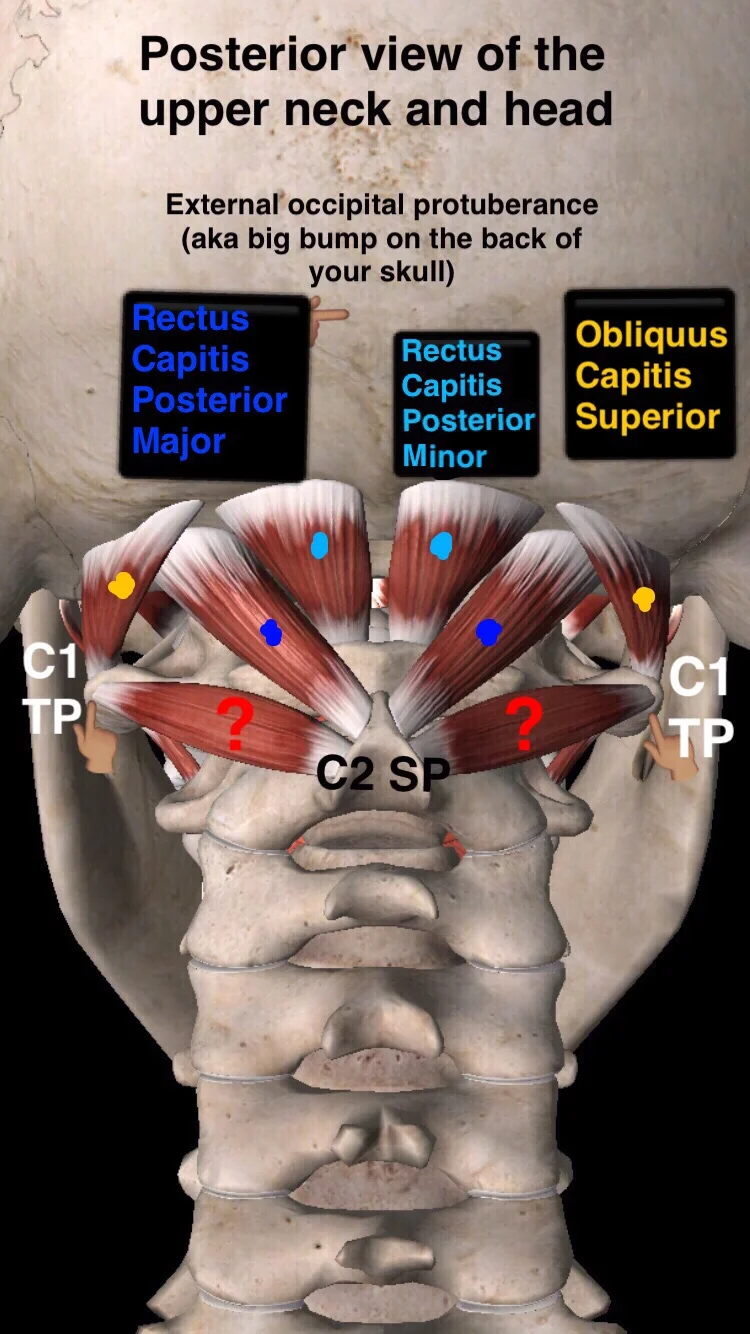 Suboccipital Muscles James McAfee PT DPT Suboccipital Muscles James McAfee PT DPT