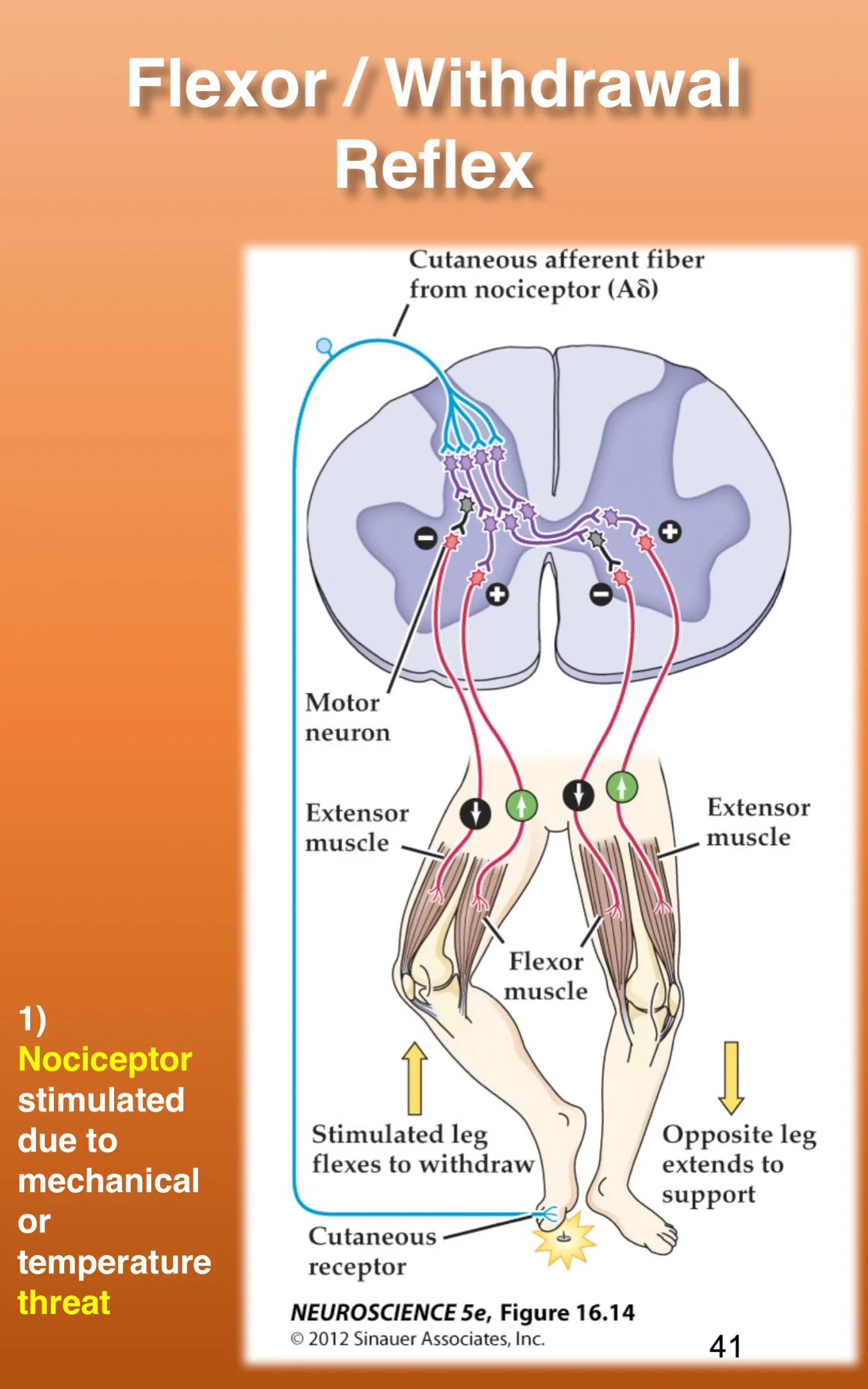 Flexor Withdrawal Reflex Jmcafeept Com