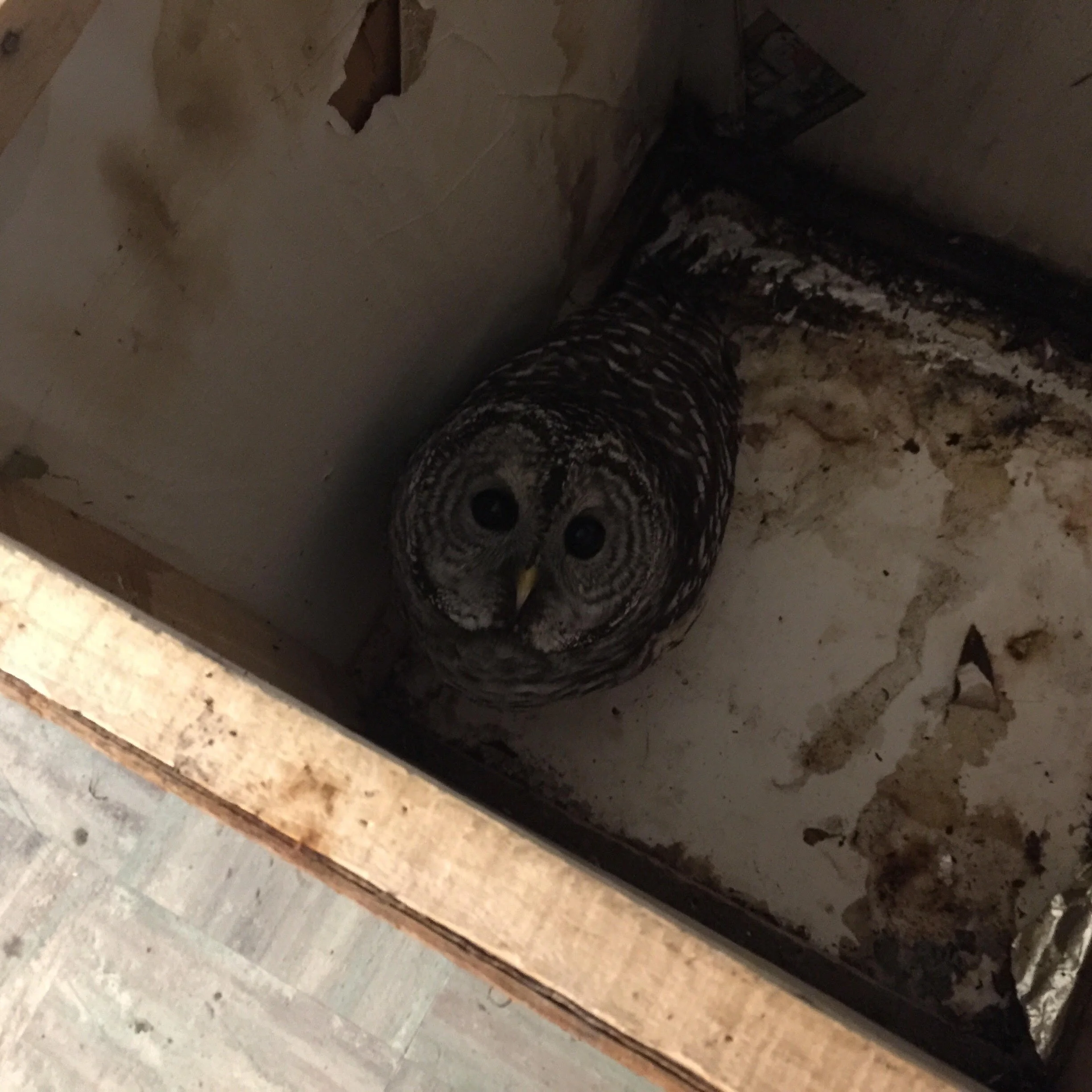 owl.jpg