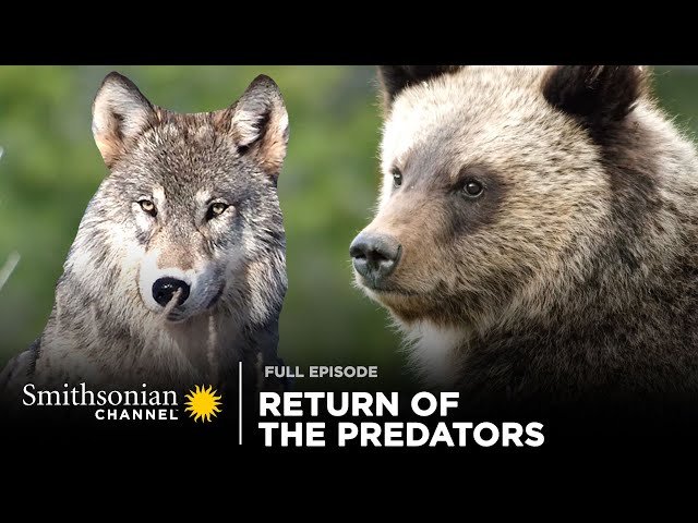 Epic Yellowstone Return Of The Predators.jpg