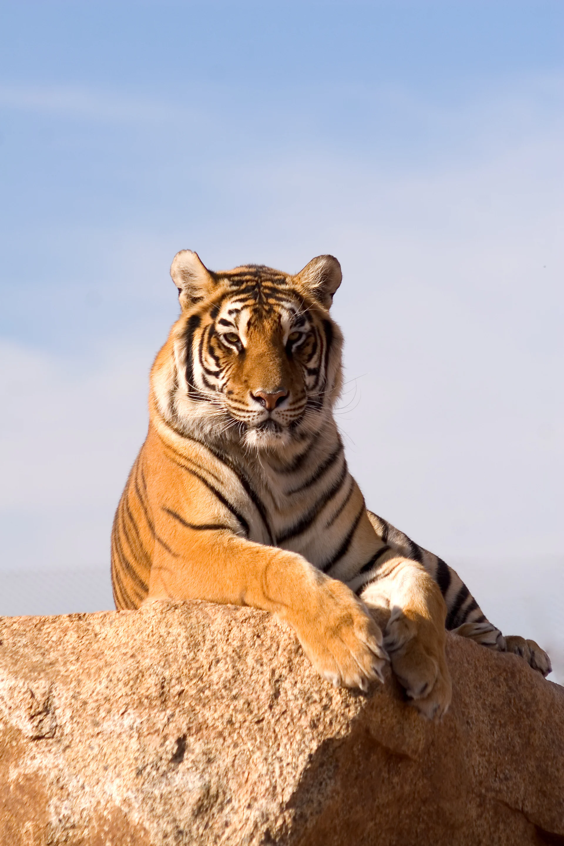 Die Tiger-Mom in mir