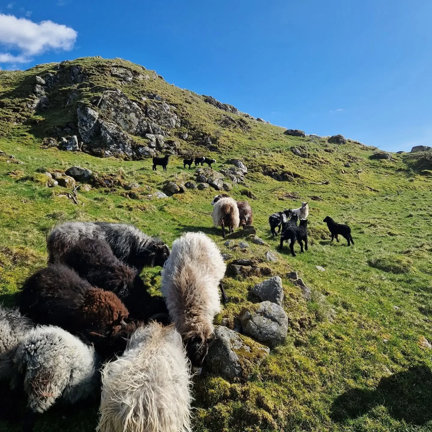 ✨️ Saueskinn fra villsau til salgs 🐑