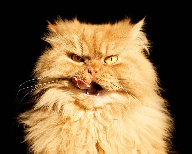 Garfi2.jpg