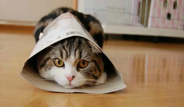 Maru2.jpg