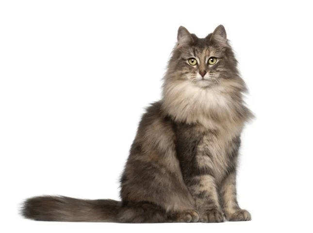Norweigian Forest Cat.jpg